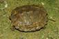 Preview: Amphibians and Reptiles of Southern Vietnam